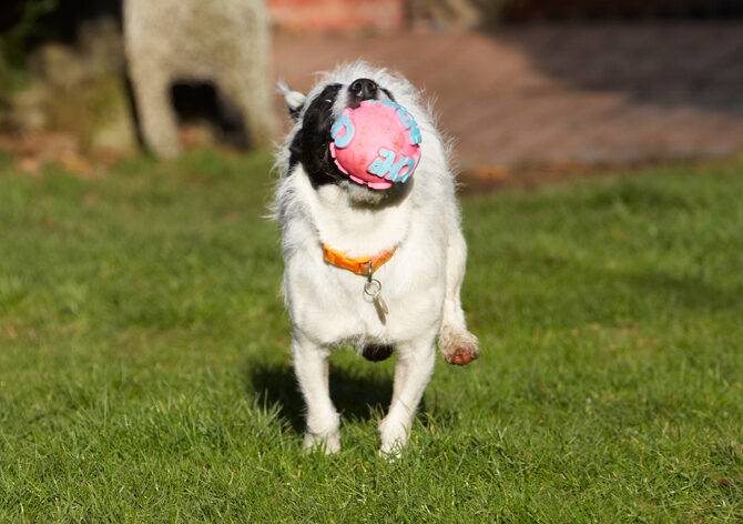 Ball, Dog, Dogs, Jack Russell Terrier, Play, Playing, Playtime, Ringo, Run, Running, Terriers