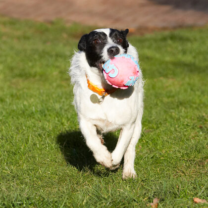 Ball, Dog, Dogs, Jack Russell Terrier, Play, Playing, Playtime, Ringo, Run, Running, Terriers
