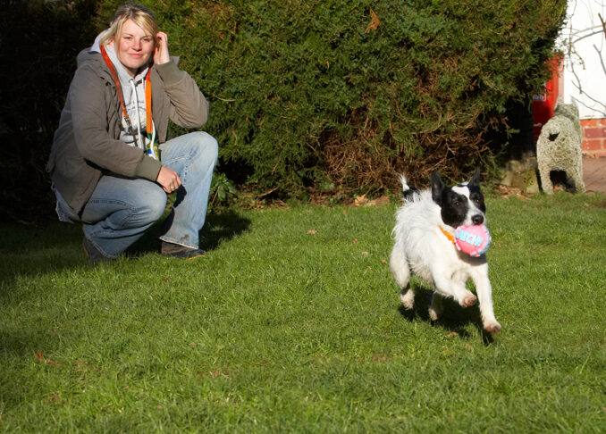 Ball, Dog, Dogs, Jack Russell Terrier, Kate, Play, Playing, Playtime, Ringo, Run, Running, Terriers