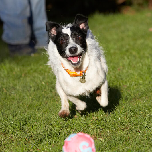 Ball, Dog, Dogs, Jack Russell Terrier, Play, Playing, Playtime, Ringo, Run, Running, Terriers