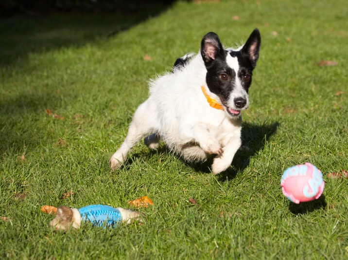 Ball, Dog, Dogs, Jack Russell Terrier, Play, Playing, Playtime, Ringo, Run, Running, Terriers