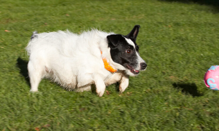 Ball, Dog, Dogs, Jack Russell Terrier, Play, Playing, Playtime, Ringo, Run, Running, Terriers