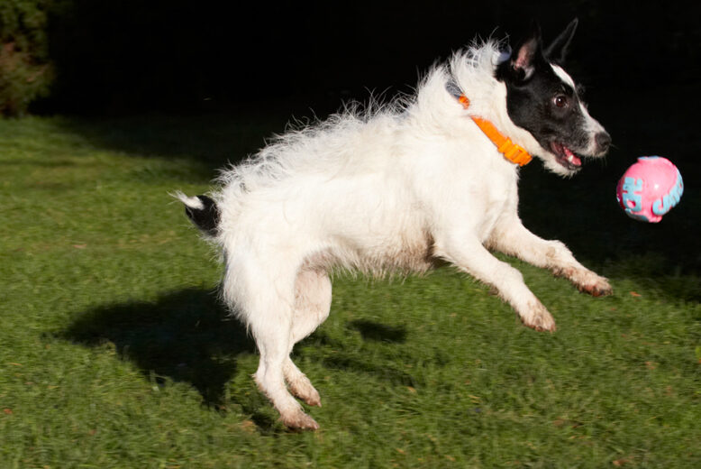 Ball, Dog, Dogs, Jack Russell Terrier, Leap, Leaping, Play, Playing, Playtime, Ringo, Run, Running, Terriers
