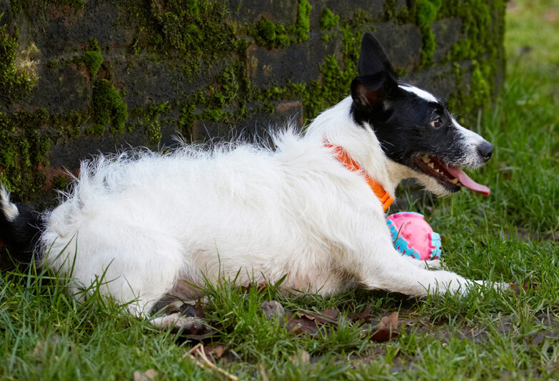 Ball, Dog, Dogs, Jack Russell Terrier, Lying, Play, Playing, Playtime, Rest, Resting, Ringo, Terriers, Tongue