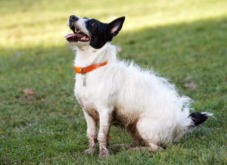 Dog, Dogs, Jack Russell Terrier, Play, Playing, Playtime, Ringo, Sit, Sitting, Terriers, Tongue