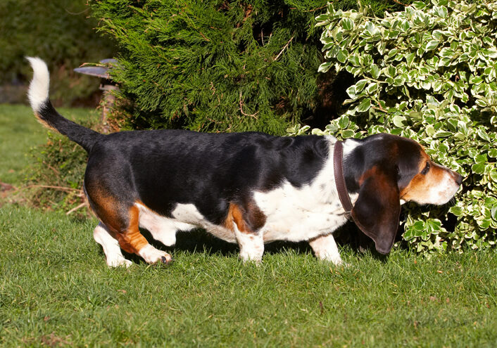 Bassett, Dog, Dogs, Hound, Hounds, Humph, Humphrey, Play, Playing, Playtime, Sniff, Sniffing