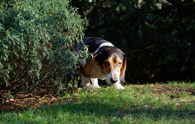 Bassett, Dog, Dogs, Hound, Hounds, Humph, Humphrey, Play, Playing, Playtime