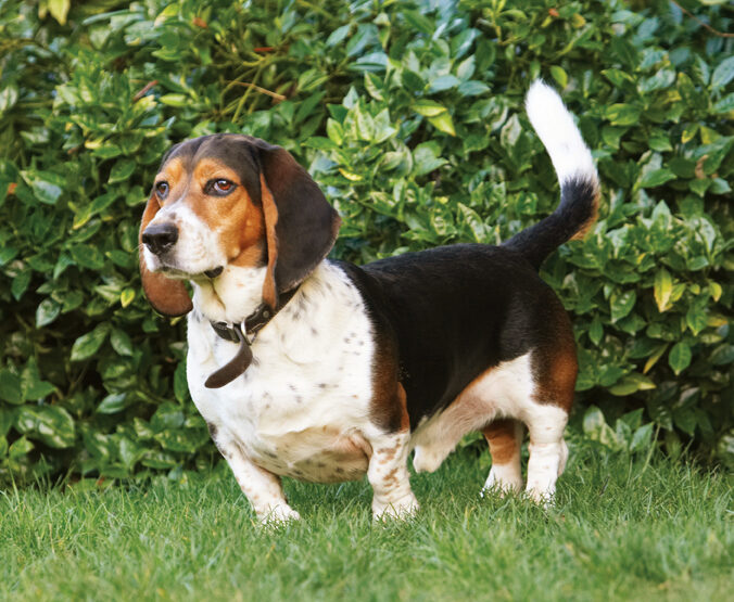 Bassett, Dog, Dogs, Hound, Hounds, Humph, Humphrey, Play, Playing, Playtime