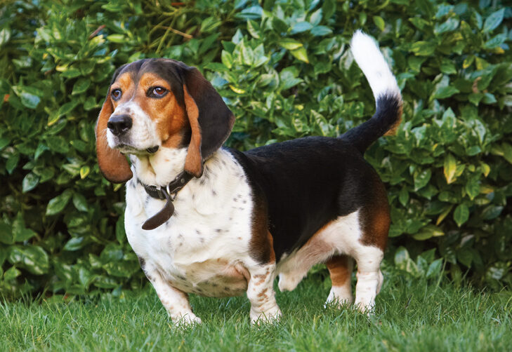 Bassett, Dog, Dogs, Hound, Hounds, Humph, Humphrey, Play, Playing, Playtime