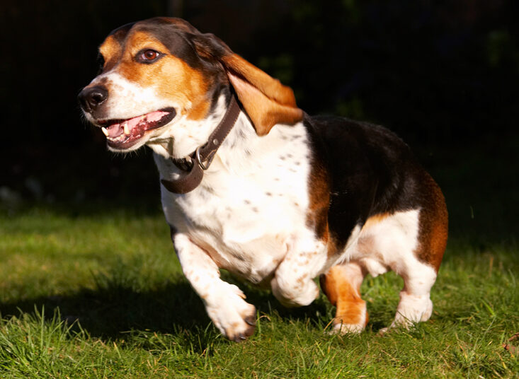 Bassett, Dog, Dogs, Hound, Hounds, Humph, Humphrey, Play, Playing, Playtime, Run, Running
