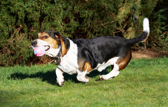 Ball, Bassett, Dog, Dogs, Hound, Hounds, Humph, Humphrey, Play, Playing, Playtime, Run, Running