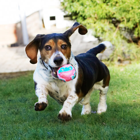 Ball, Bassett, Dog, Dogs, Hound, Hounds, Humph, Humphrey, Play, Playing, Playtime, Run, Running