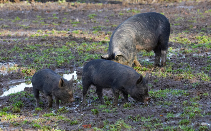 Berkshire, Pig, Piglet, Piglets, Pigs, Play, Playing