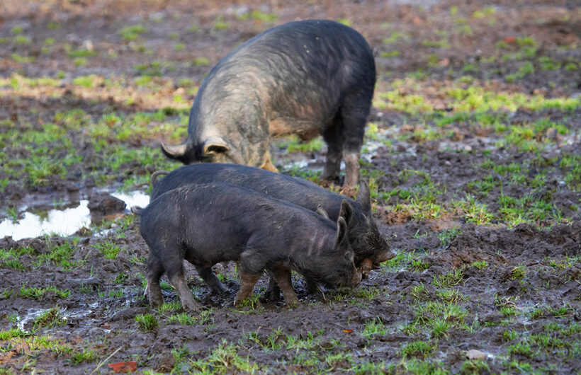 Berkshire, Pig, Piglet, Piglets, Pigs, Play, Playing, Stick