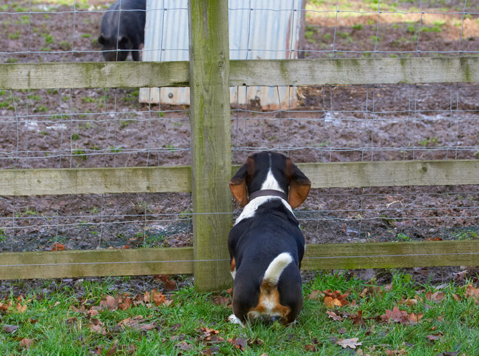 Bassett, Berkshire, Dog, Dogs, Hound, Hounds, Humph, Humphrey, Pig, Pigs, Play, Playing, Playtime