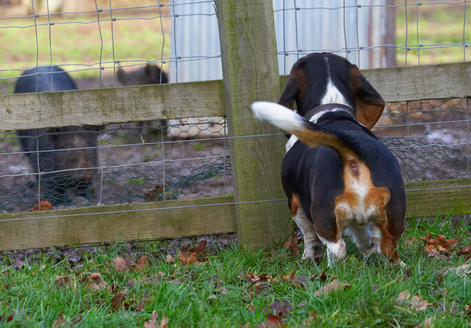 Bassett, Berkshire, Dog, Dogs, Hound, Hounds, Humph, Humphrey, Pig, Pigs, Play, Playing, Playtime