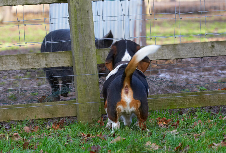Bassett, Berkshire, Dog, Dogs, Hound, Hounds, Humph, Humphrey, Pig, Pigs, Play, Playing, Playtime