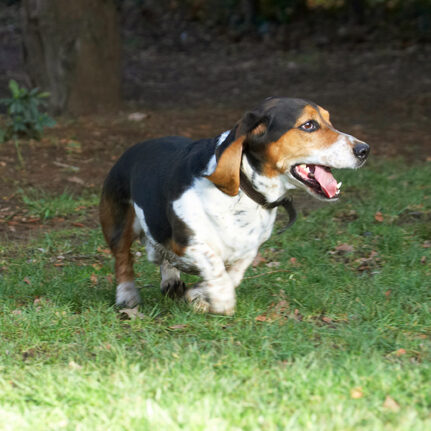 Bassett, Dog, Dogs, Hound, Hounds, Humph, Humphrey, Play, Playing, Playtime, Run, Running, Tongue