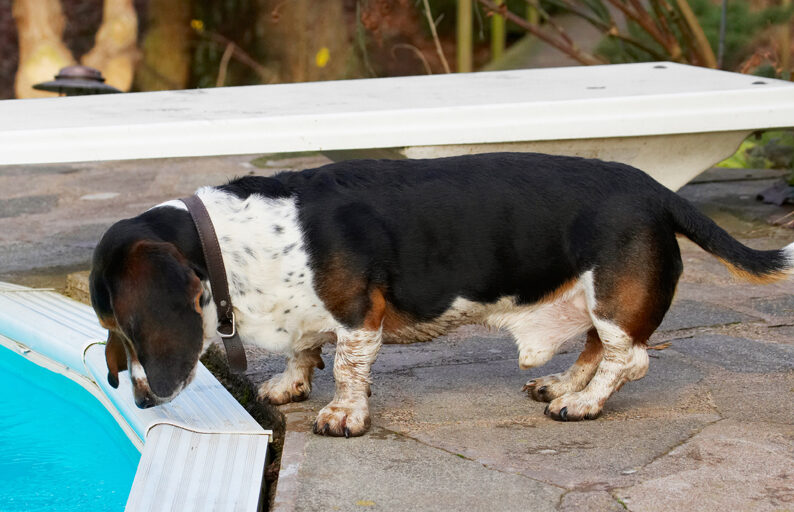 Bassett, Dog, Dogs, Hound, Hounds, Humph, Humphrey, Play, Playing, Playtime, Pool, Swimming