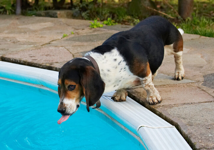 Bassett, Dog, Dogs, Drink, Drinking, Hound, Hounds, Humph, Humphrey, Play, Playing, Playtime, Pool, Swimming, Tongue