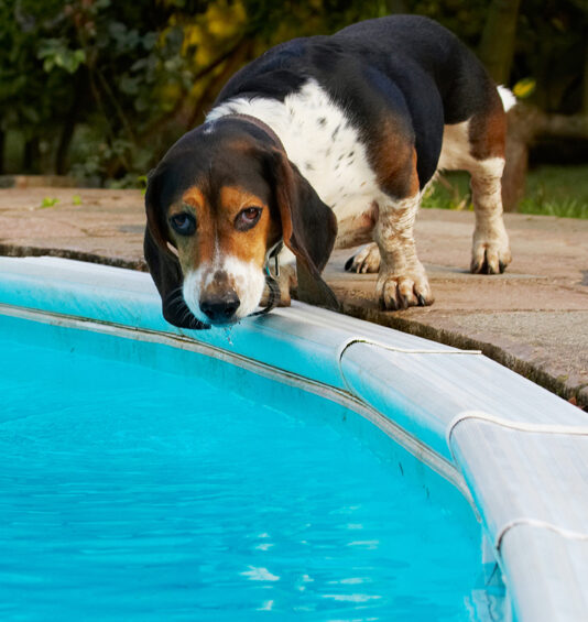 Bassett, Dog, Dogs, Drink, Drinking, Hound, Hounds, Humph, Humphrey, Play, Playing, Playtime, Pool, Swimming