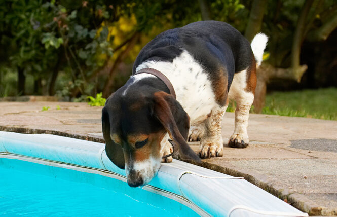 Bassett, Dog, Dogs, Hound, Hounds, Humph, Humphrey, Play, Playing, Playtime, Pool, Swimming