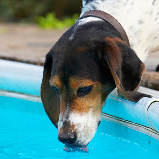 Bassett, Dog, Dogs, Drink, Drinking, Hound, Hounds, Humph, Humphrey, Play, Playing, Playtime, Pool, Swimming, Tongue