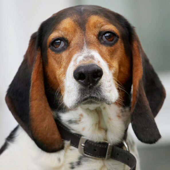 Bassett, Dog, Dogs, Head, Hound, Hounds, Humph, Humphrey, Play, Playing, Playtime, Portrait, Pose, Posing