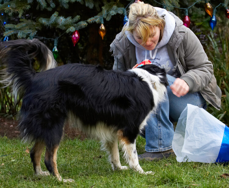 Blonde, Border Collie, Christmas, Collies, Gifts, Kate, Paper, Play, Playing, Playtime, Presents, Stinky, Tree, Woman, Wrapping