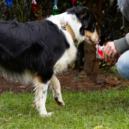 Border Collie, Christmas, Collies, Gifts, Open, Opening, Paper, Play, Playing, Playtime, Presents, Stinky, Tongue, Tree, Wrapping