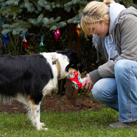 Blonde, Border Collie, Christmas, Collies, Gifts, Kate, Open, Opening, Paper, Play, Playing, Playtime, Presents, Stinky, Tree, Woman, Wrapping