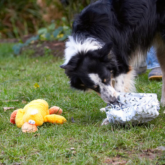 Border Collie, Christmas, Collies, Duck, Gifts, Paper, Play, Playing, Playtime, Presents, Stinky, Tree, Wrapping