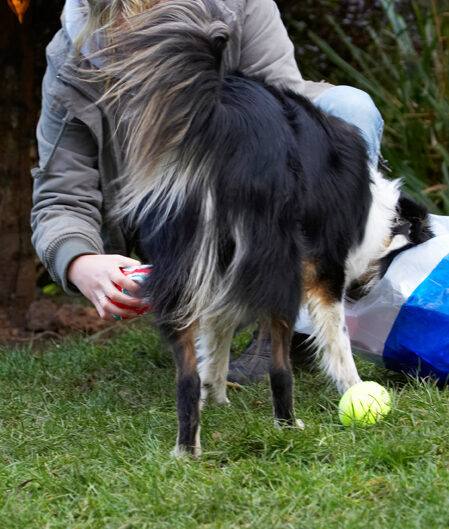 Border Collie, Christmas, Collies, Gifts, Paper, Play, Playing, Playtime, Presents, Stinky, Tree, Wrapping