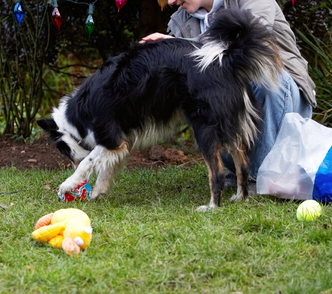 Border Collie, Christmas, Collies, Gifts, Open, Opening, Paper, Play, Playing, Playtime, Presents, Stinky, Tree, Wrapping