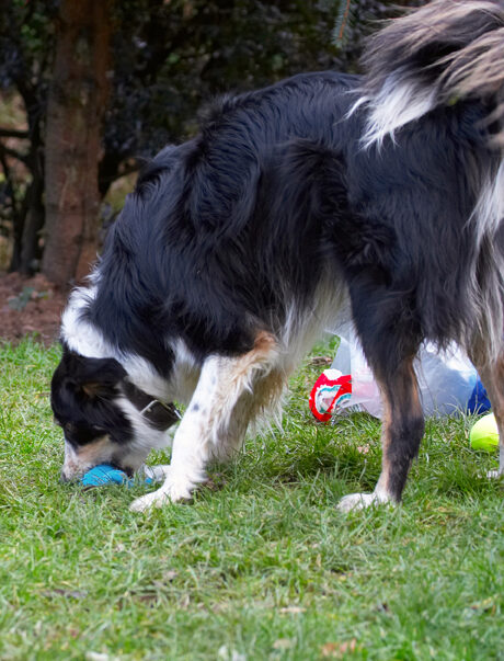 Ball, Border Collie, Christmas, Collies, Gifts, Paper, Play, Playing, Playtime, Presents, Stinky, Tree, Wrapping