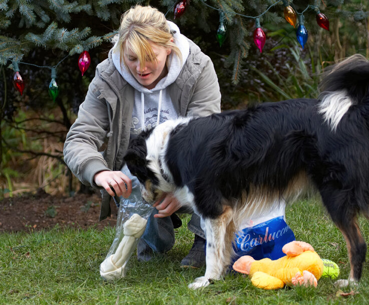 Blonde, Bone, Border Collie, Christmas, Collies, Gifts, Kate, Open, Opening, Paper, Play, Playing, Playtime, Presents, Stinky, Tree, Woman, Wrapping