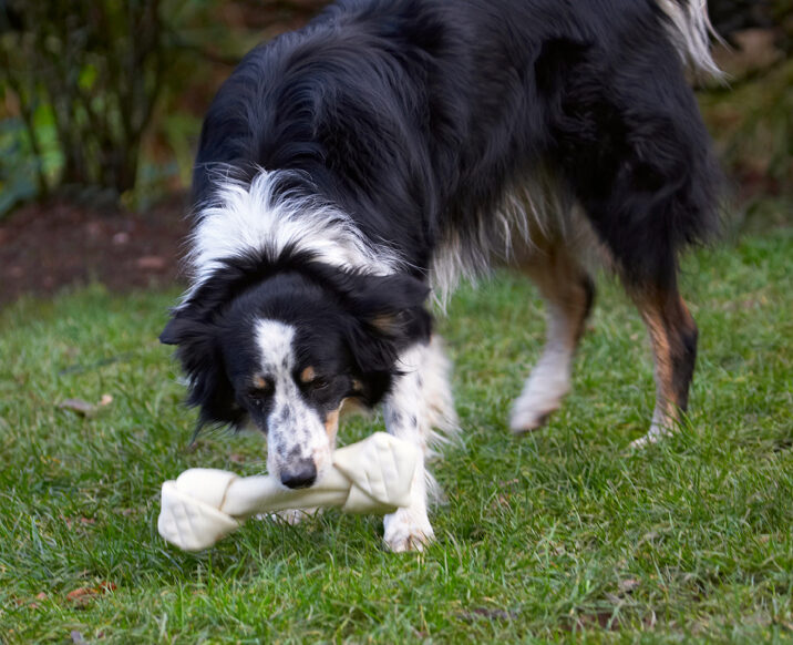Bone, Border Collie, Christmas, Collies, Gifts, Paper, Play, Playing, Playtime, Presents, Stinky, Tree, Wrapping