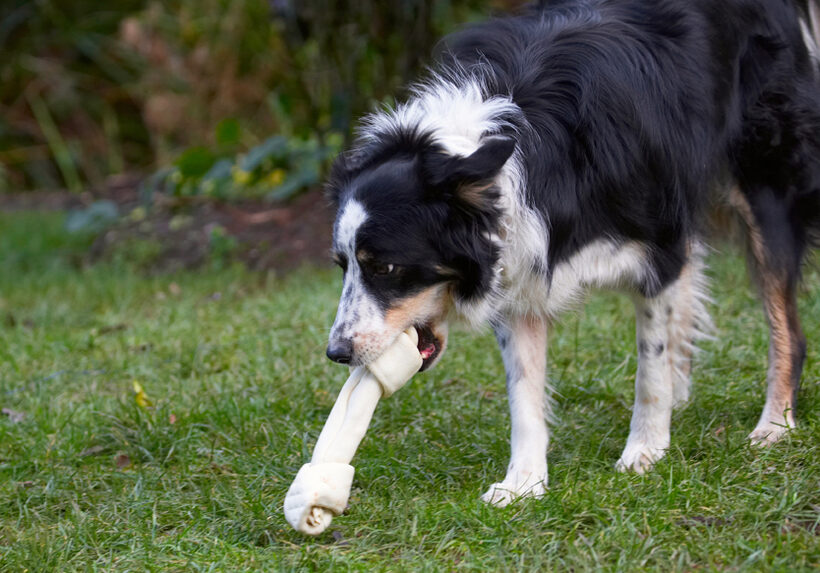 Bone, Border Collie, Christmas, Collies, Gifts, Paper, Play, Playing, Playtime, Presents, Stinky, Tree, Wrapping