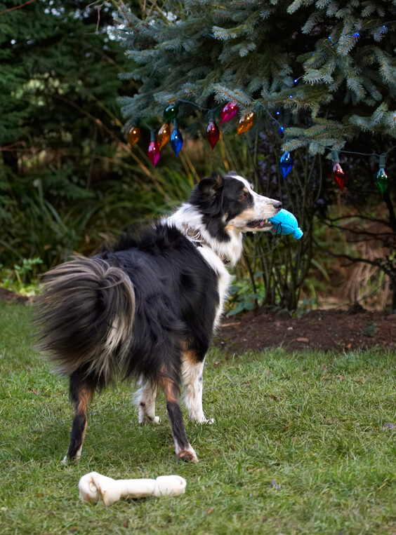 Ball, Bone, Border Collie, Christmas, Collies, Gifts, Lights, Paper, Play, Playing, Playtime, Presents, Stand, Standing, Stinky, Tree, Wrapping