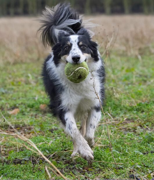 Ball, Border Collie, Collies, Dog, Dogs, Play, Playing, Playtime, Run, Running, Stinky