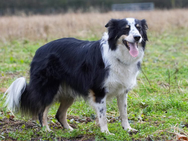 Border Collie, Collies, Dog, Dogs, Play, Playing, Playtime, Stinky, Tongue