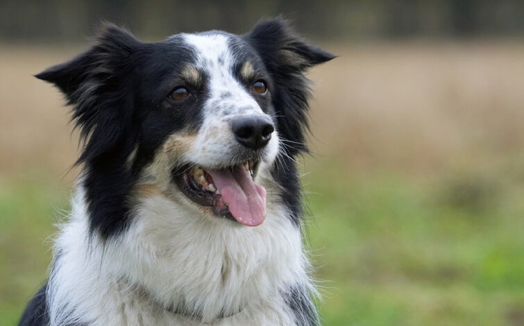 Border Collie, Collies, Dog, Dogs, Head, Play, Playing, Playtime, Shot, Stinky, Tongue