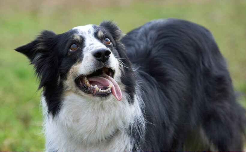 Border Collie, Collies, Dog, Dogs, Play, Playing, Playtime, Stinky, Tongue