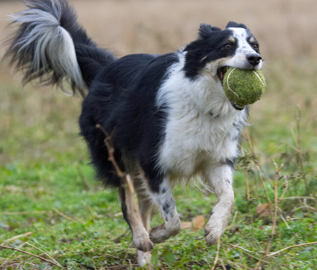 Ball, Border Collie, Collies, Dog, Dogs, Play, Playing, Playtime, Run, Running, Stinky