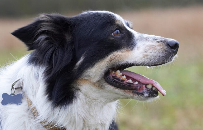 Border Collie, Collies, Dog, Dogs, Play, Playing, Playtime, Run, Running, Stinky