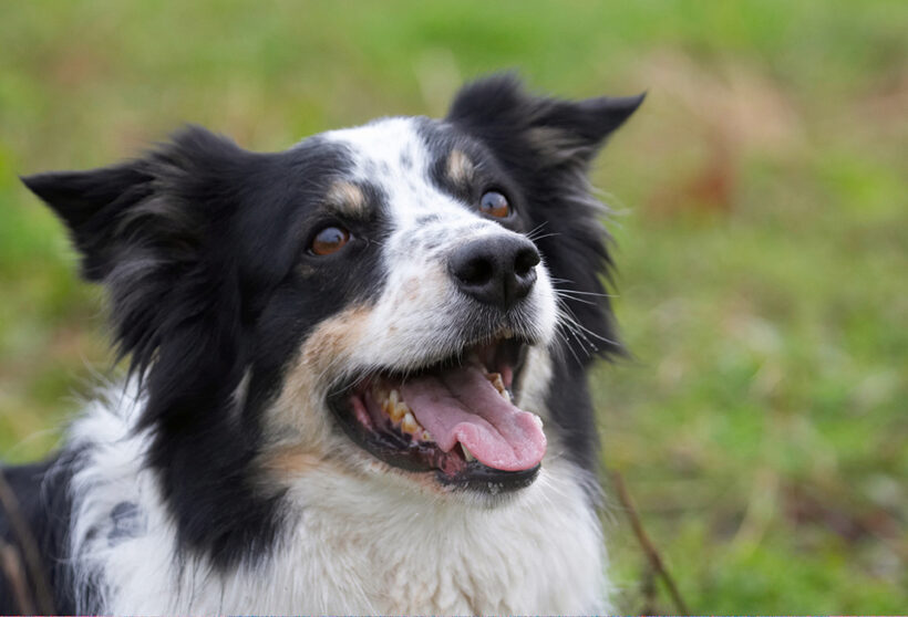 Border Collie, Collies, Dog, Dogs, Play, Playing, Playtime, Run, Running, Stinky