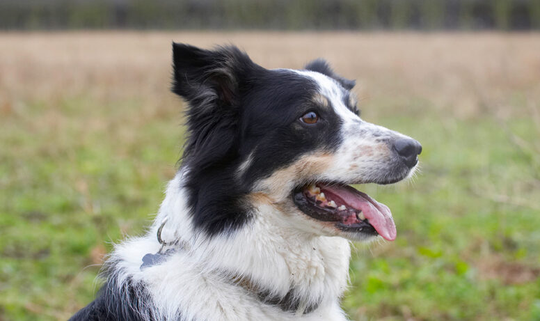 Border Collie, Collies, Dog, Dogs, Play, Playing, Playtime, Run, Running, Stinky