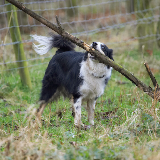 Border Collie, Collies, Dog, Dogs, Play, Playing, Playtime, Run, Running, Stinky