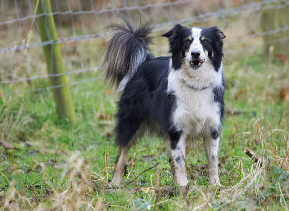 Border Collie, Collies, Dog, Dogs, Play, Playing, Playtime, Run, Running, Stinky