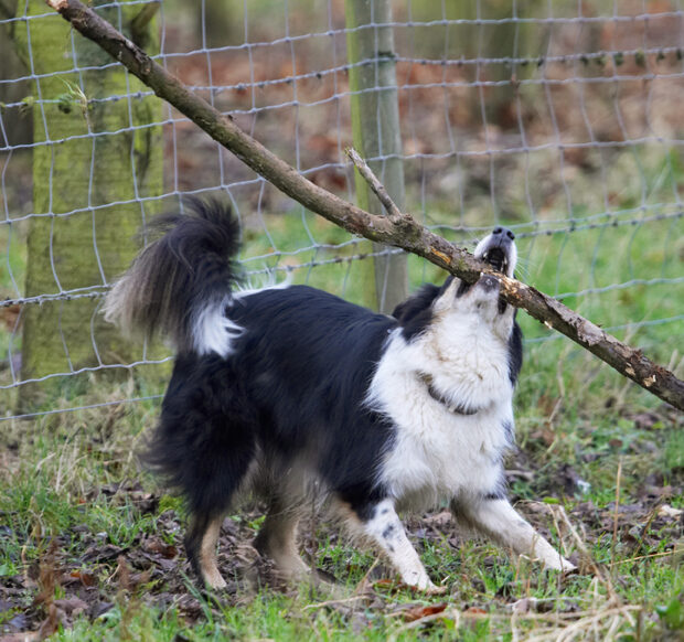 Border Collie, Collies, Dog, Dogs, Play, Playing, Playtime, Run, Running, Stinky